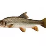 Bild eines Barbenfisches