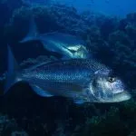 Dentex fish