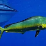 Рыба-дельфин (махи - Mahi)