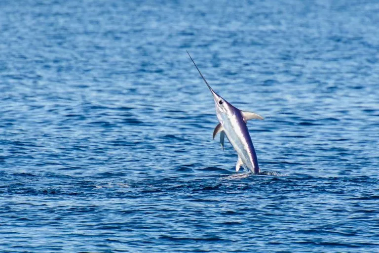 Svärdfisk