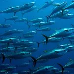 School of Tuna fish