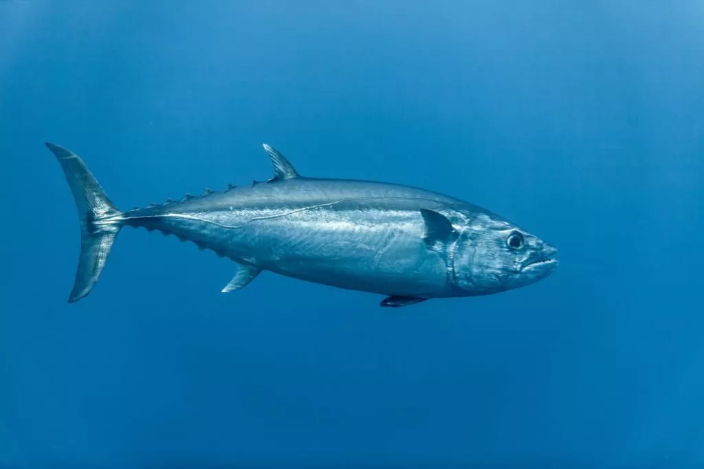 A picture of tuna fish in the water