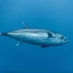 A picture of tuna fish in the water