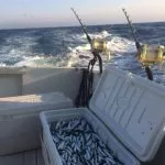 full box of bait mean to attract tuna closer to the boat