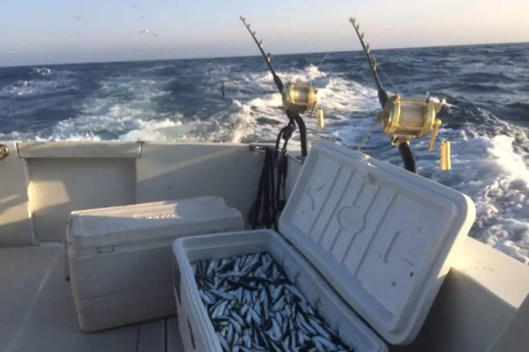 boîte pleine d'appâts pour attirer les thons plus près du bateau